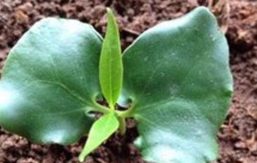 腊梅花种子的种植方法（如何成功种植腊梅花）