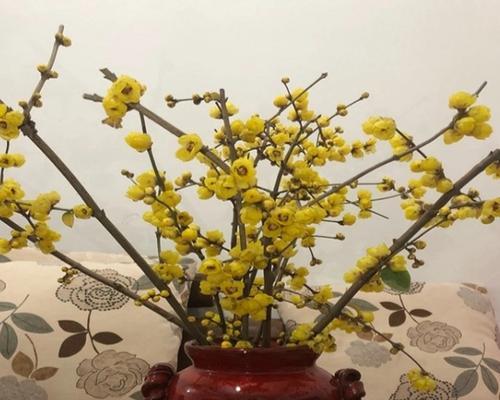 腊梅是否适合放卧室（腊梅是否有毒）