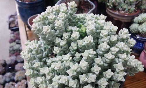 蜡笔多肉成长秘籍（如何让蜡笔多肉健康成长）