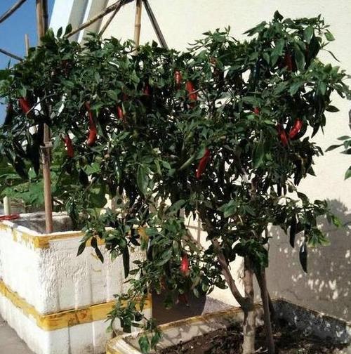 辣椒盆栽种植全攻略（从选择品种到养护技巧）