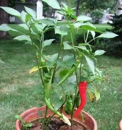 辣椒盆栽种植全攻略（从选择品种到养护技巧）