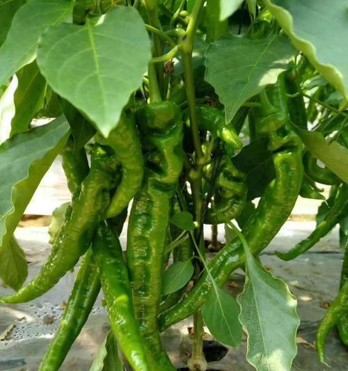如何选择适合辣椒前期生长的肥料（探究不同种类肥料对辣椒生长的影响）