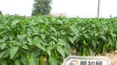 五彩辣椒的种植技巧（掌握播种时间）