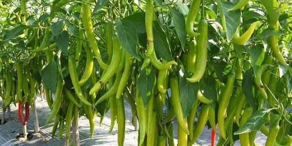 辣椒不仅仅是一年生植物（多年生辣椒的生长特点和栽培技巧）
