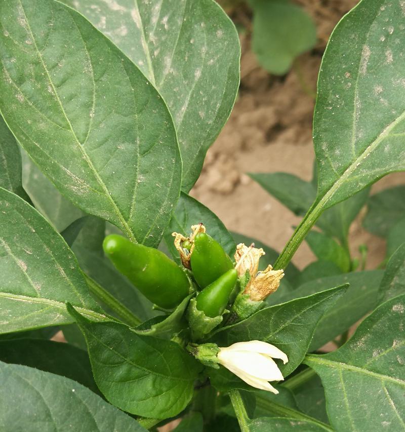 辣椒水可以浇花吗？探究真相！