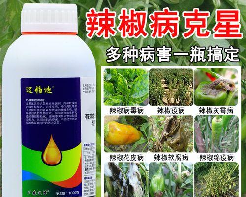 辣椒叶子蔫了怎么办（教你轻松诊断与治疗辣椒叶子蔫的问题）