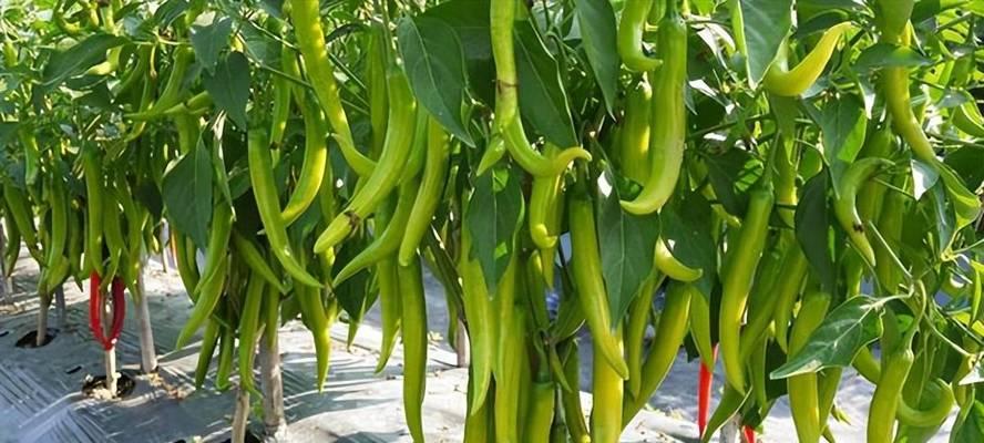 小辣椒施肥指南（了解小辣椒的肥料需求）
