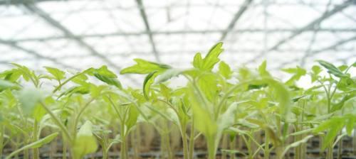 如何催芽辣椒种子（辣椒育苗技术与步骤）
