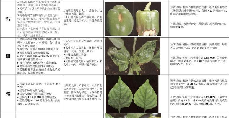 辣椒种子发芽时间详解（探究辣椒种子发芽所需时间及注意事项）