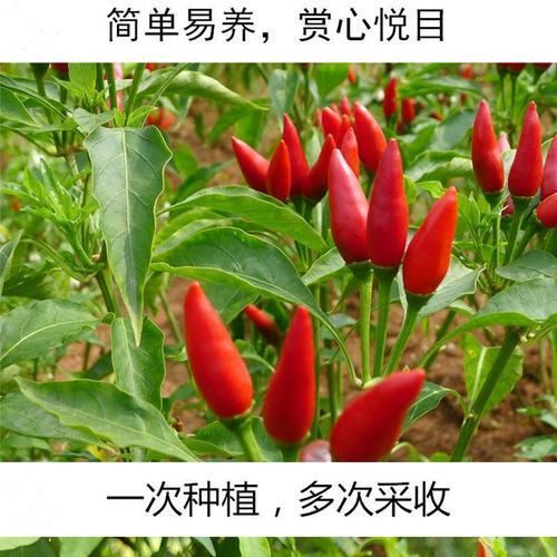 如何选择优质辣椒种子（品种介绍）