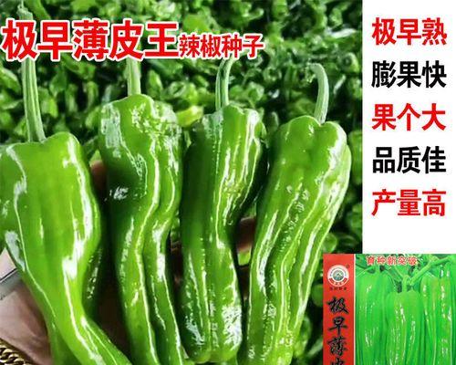 如何选择优质辣椒种子（品种介绍）