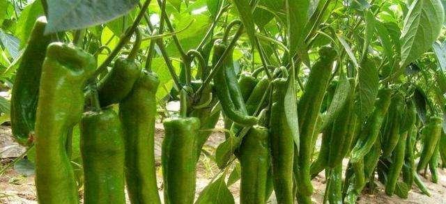 如何选择最佳种植时间（一步步教你如何种植辣椒）