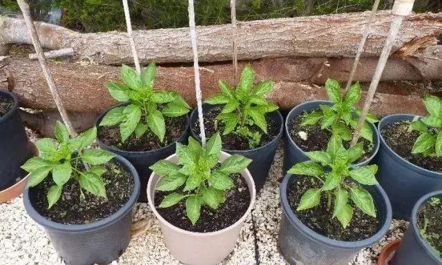 快速催芽辣椒种子的方法（一步一步教你如何在家里成功催芽辣椒种子）