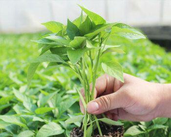 新鲜辣椒籽种植全指南（从采摘到收获）