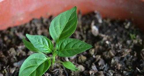 新鲜辣椒籽种植全指南（从采摘到收获）