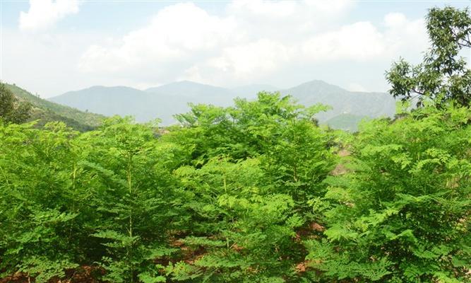了解辣木籽，种植的最佳时间与方法（多少年能结果子）