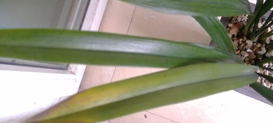 兰草花叶尖发黄的原因及解决方法（园艺爱好者必知）