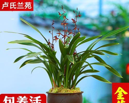 兰草会结果实吗（探究兰草会真实效果）