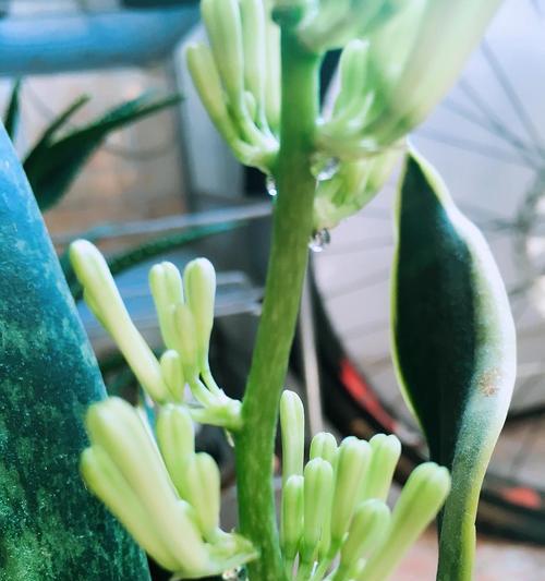 虎皮兰盛开，传递希望与勇气（以虎皮兰开花的寓意与象征意义）