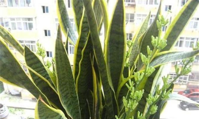 虎皮兰绽放的美丽与寓意（一盆虎皮兰）