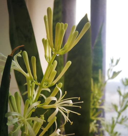 虎皮兰绽放的美丽与寓意（一盆虎皮兰）
