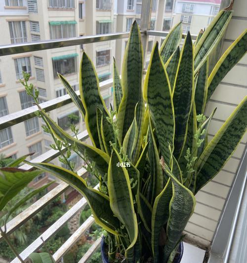 虎皮兰绽放的美丽与寓意（一盆虎皮兰）