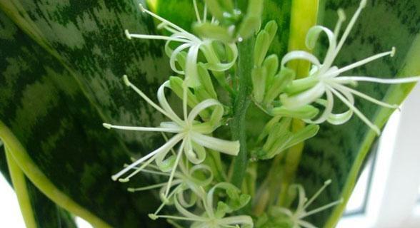 虎尾兰花语（探秘虎尾兰的神秘力量）