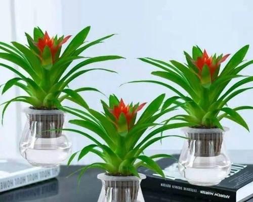 花卉分类的意义与方法（揭开花卉分类的奥秘）