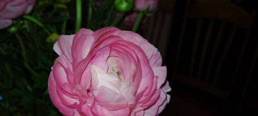 花毛茛，花开芬芳（探索花毛茛的花语与魅力）