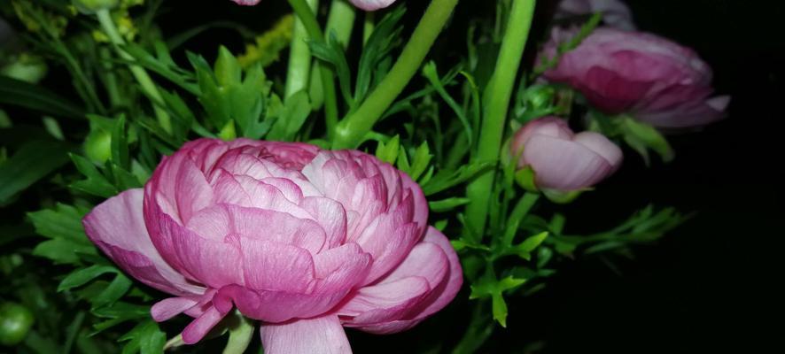 花毛茛，花开芬芳（探索花毛茛的花语与魅力）