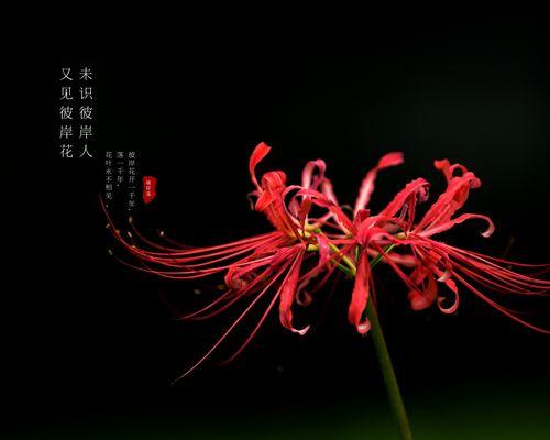 坚强不屈的花朵——以花语大全解读花的坚强主题（探索花朵的生命力与韧性）