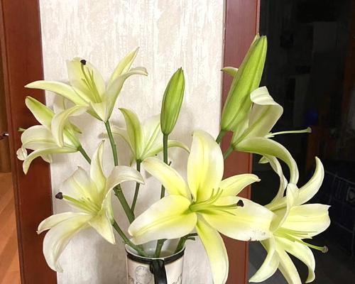 黄百合的花语——美丽与希望（探索黄百合的花语）