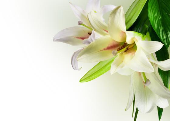 花开如黄百合，寓意盛世繁华（黄百合）