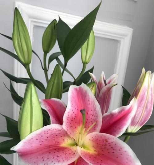 花开如黄百合，寓意盛世繁华（黄百合）