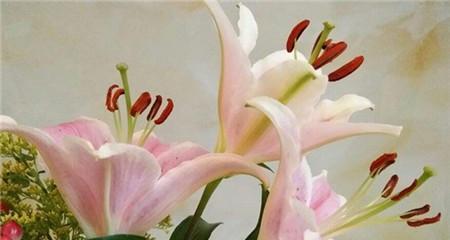 黄百合花语的美丽意涵（揭示黄百合所传递的浪漫）