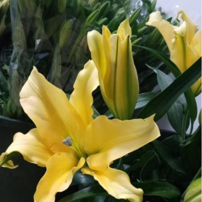 黄百合花语的美丽意涵（揭示黄百合所传递的浪漫）