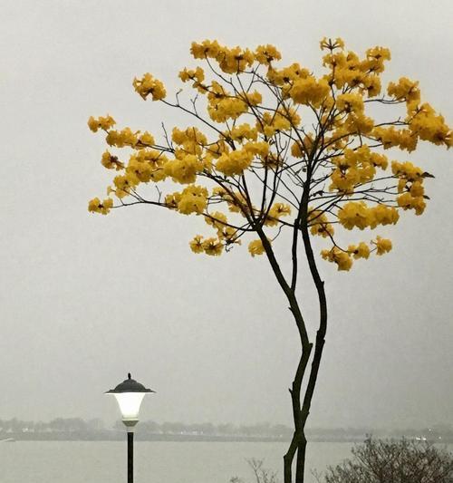 黄风铃花的花语与美丽意义（传递愉悦与希望的黄风铃花）