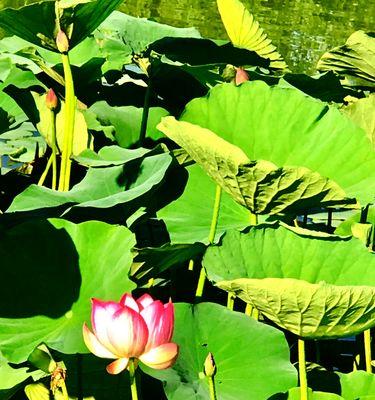 黄金莲花的寓意与象征——珍贵的美丽（探寻黄金莲花的寓意及其文化象征）