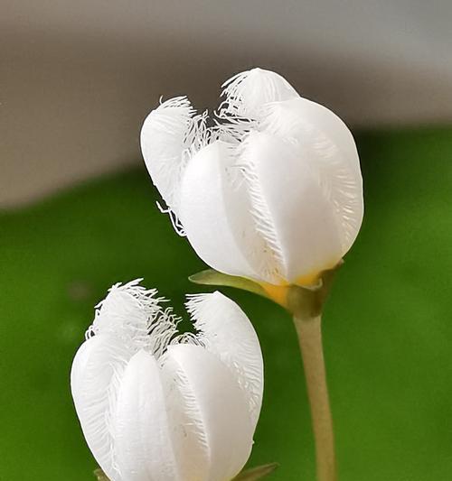 黄金莲花的寓意与象征——珍贵的美丽（探寻黄金莲花的寓意及其文化象征）