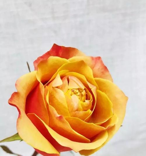 以黄玫瑰花的寓意为主题的文章（探索黄玫瑰花的象征意义和文化背景）