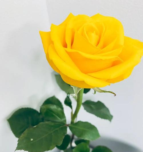 以黄玫瑰花的寓意为主题的文章（探索黄玫瑰花的象征意义和文化背景）