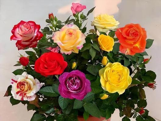 以黄玫瑰花的寓意为主题的文章（探索黄玫瑰花的象征意义和文化背景）