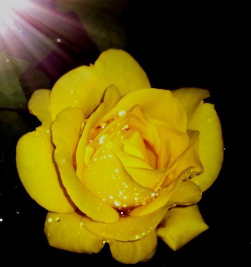 黄玫瑰花语的美丽意义（探寻黄玫瑰背后的情感与象征）
