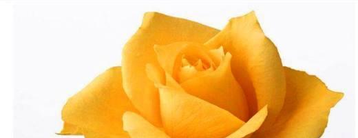 以黄玫瑰花语传递情感（黄玫瑰的花语解读及象征意义）