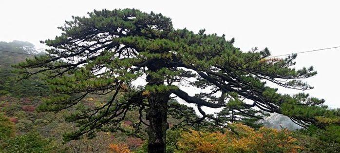 黄山松的象征意义（探索黄山松的文化内涵与象征意义）