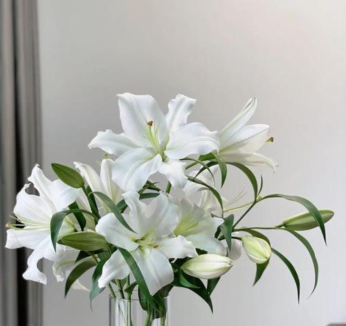 黄天霸百合花（探秘黄天霸百合花的花语与意义）