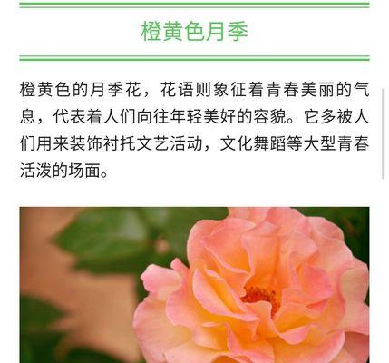 黄月季花语（用花语传递生命的美好）