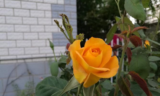 黄月季花语（用花语传递生命的美好）