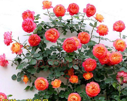 黄月季花（细数黄月季花的七大寓意）