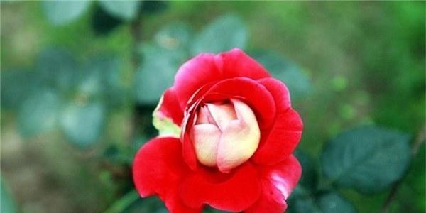 黄月季花（细数黄月季花的七大寓意）